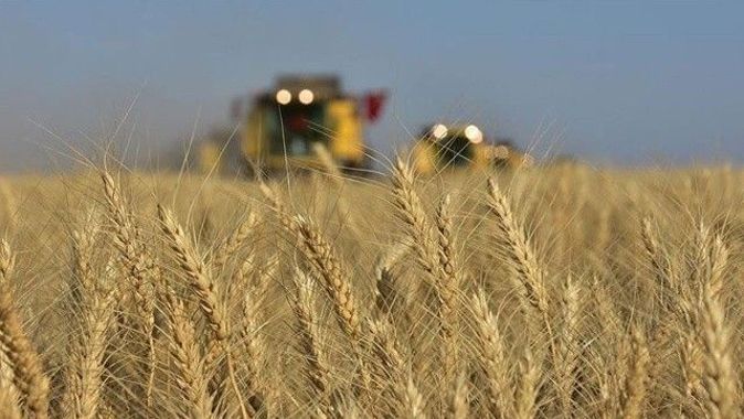 Buğdayda sarı alarm: Fiyatı son 10 yılın zirvesinde