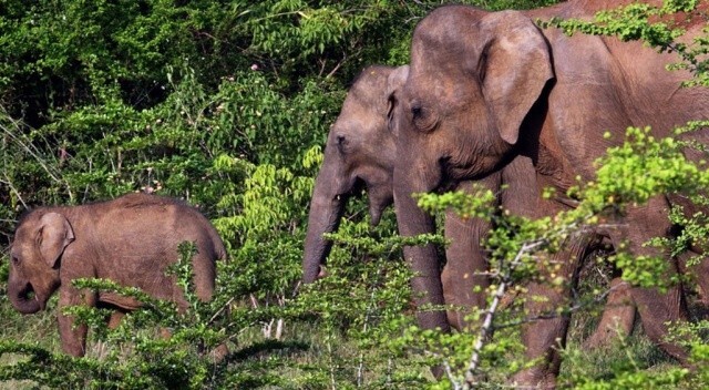 Çevre kirliliği tehlike saçıyor: Sri Lanka&#039;da plastik atık yiyen 2 fil öldü