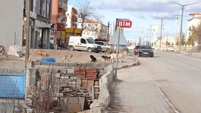 Eskişehir&#039;de sokak köpeği dehşeti! Bir haftada iki çocuğa saldırdılar