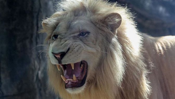 Hayvanat bahçesinde bir aslan kendisini besleyen bakıcısını öldürdü