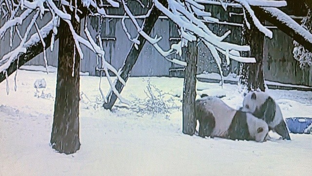 İlk defa kar gören pandanın heyecanı gülümsetti