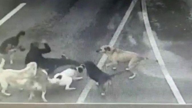İstanbul&#039;un ortasında dehşet! İş adamına 6 köpek saldırdı
