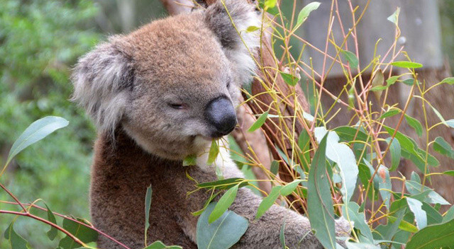 Koalalar için 35 milyon dolarlık destek