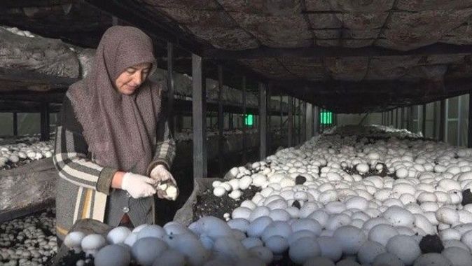 Mantar çiftliği kuran ev hanımı hasat başı 10 bin TL kazanıyor