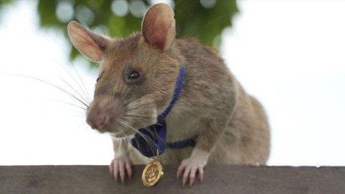 Ödüllü fare Magawa öldü