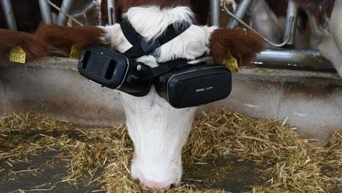 Sanal gözlükler ineklerde süt verimliliği arttırıyor