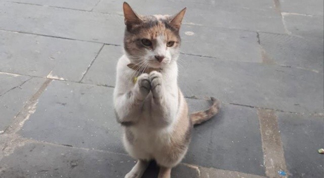 Sosyal medyada viral oldu: Acıkan kedi esnaftan böyle yemek istiyor