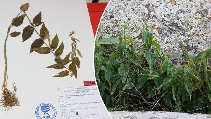 Türkiye&#039;de keşfedilen yeni bitki türü bilim dünyasını heyecanlandırdı