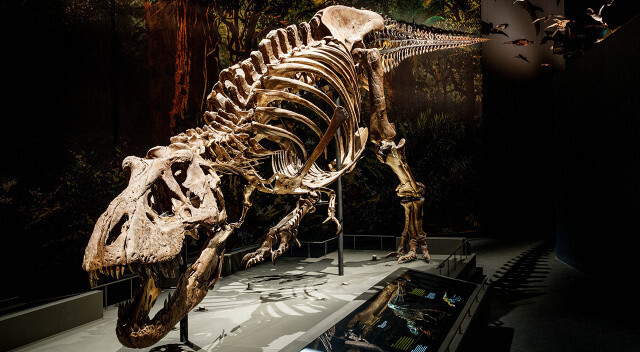 Dinozor uzmanları, T-rex&#039;in üç farklı tür olduğunu keşfetti