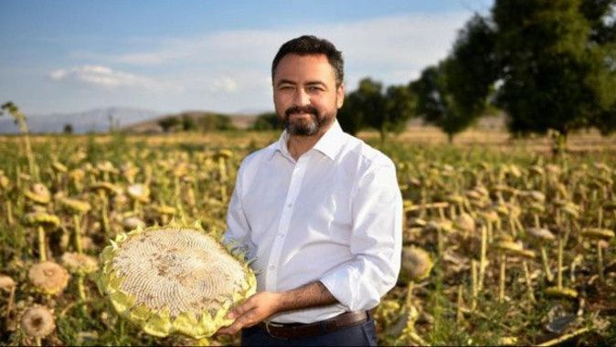 Elbistan Belediye Başkanı açıkladı: 19 bin ton ayçiçeği üretiliyor