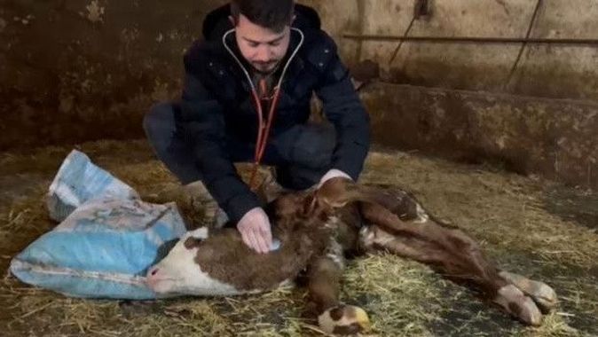 Hamile inek ahırda saatlerce savaştı, yeni doğan buzağın kalbine dokunan veteriner acil tutanak istedi