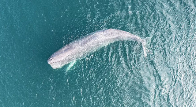 50 tonluk balina sığ sularda mahsur kaldı
