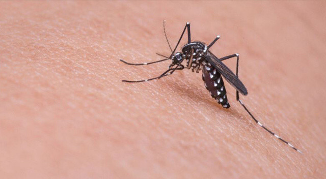 ABD, genetiği değiştirilmiş milyonlarca sivrisineği doğaya salacak