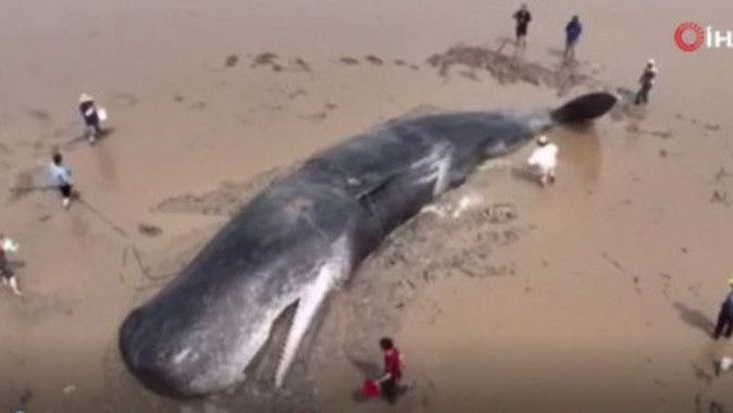 Çin’de 60 tonluk balina için 20 saatlik kurtarma operasyonu