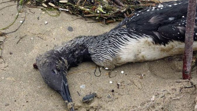 Karadeniz’de korkutan görüntü: Onlarca ölü kuş sahile yağdı