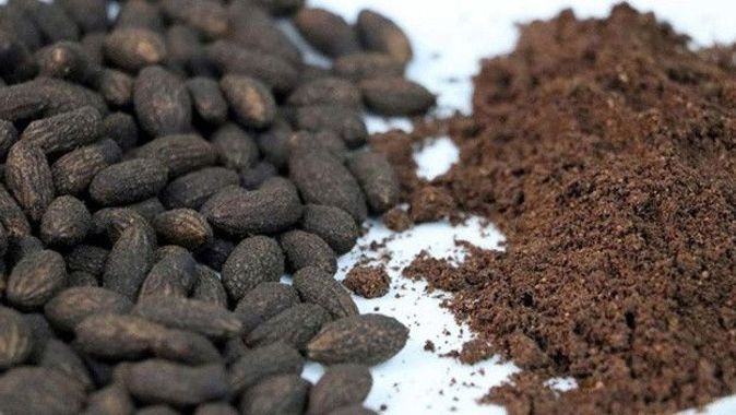Zeytin çekirdeğinden Türk kahvesi üretildi: Hem sağlıklı hem de lezzetli