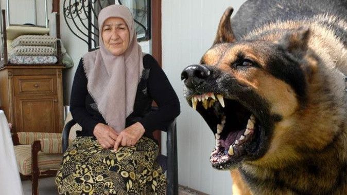 72 yaşındaki kadına 13 köpek birden saldırdı: Ölümden döndü