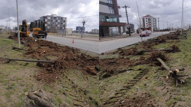 Ağaç katliamı yapan CHP’li belediyeden pes dedirten cevap: Dekora uymuyor