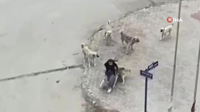 Başıboş sokak köpekleri yine sahnede: Genç kız dehşeti yaşadı