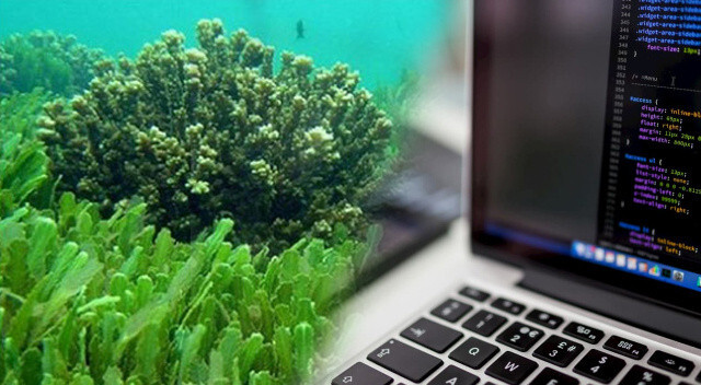 Bilim insanları su yosunu ile çalışan bilgisayar yaptı