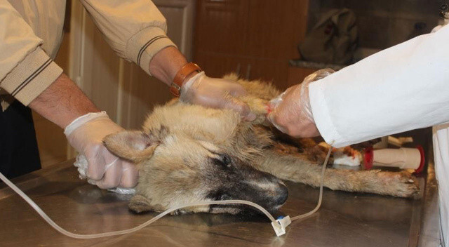 Caniler tarım ilacı vererek 20&#039;ye yakın köpeği öldürdü