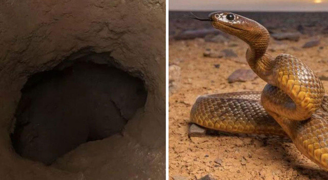 Dünyanın en ölümcül yılanı yuvasından çıktı! Saldırdığı kadın ölümden döndü