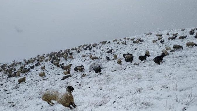 Kar kalınlığı 10 cm&#039;e ulaştı, koyunlar yaylada mahsur kaldı