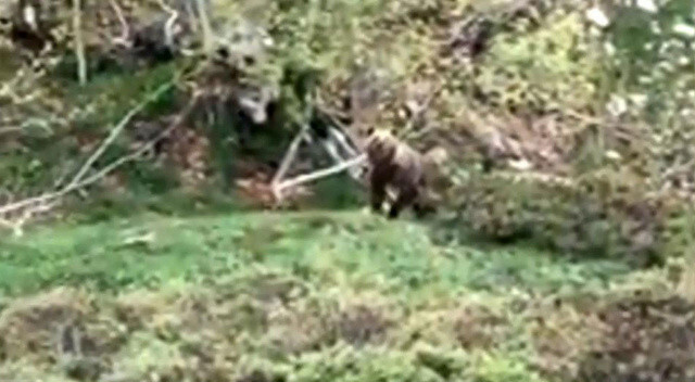 Ormanda karşılaştığı ayıları kaçırmaya tek sözü yetti