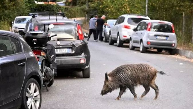 Roma&#039;da domuz vebası alarmı!