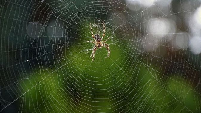 Zehriyle ölüm saçıyor! Sekiz gözlü kara dul örümceği Avrupa’yı alarma geçirdi
