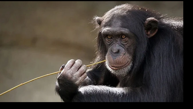 Akılalmaz olay! Maymunlar dehşet saçtı: Kaçırdıkları bebek hayatını kaybetti
