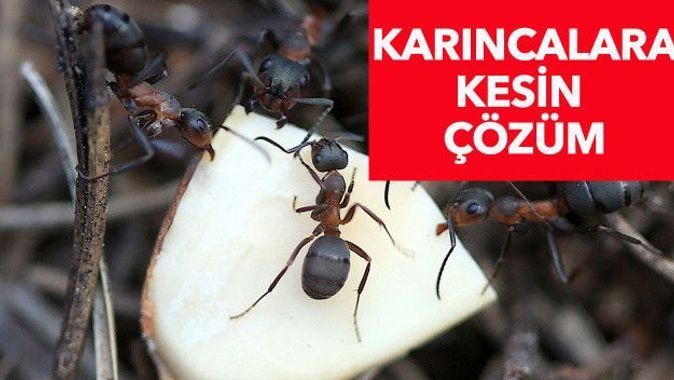 Karıncaları öldürmeden evden uzaklaştıracak doğal yöntemler: Hem ucuz hem etkili... Evinizdeki karıncaları yok etmek için mutlaka deneyin