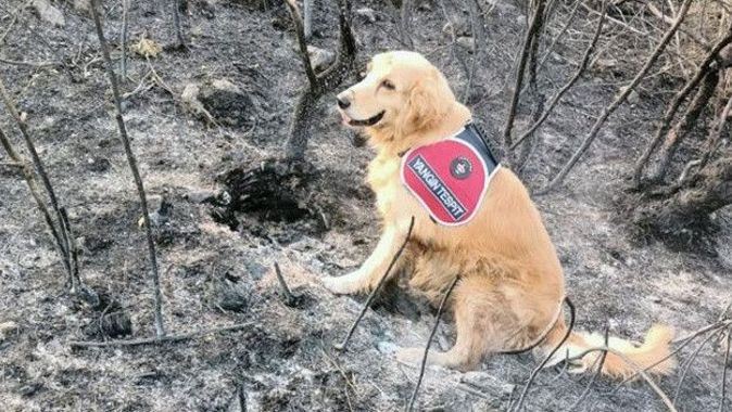 Marmaris&#039;teki yangının çıktığı noktayı &#039;Kadro&#039; buldu! Bunu yapabilen tek köpek
