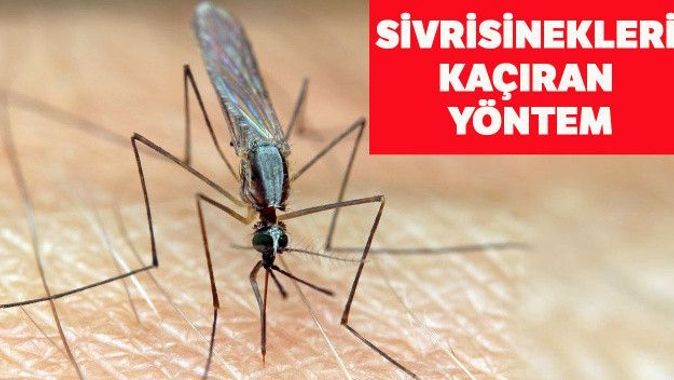 Sivrisineklere kolay tuzak: Sadece 3 malzeme ile hazırlanıyor… Sivrisinekler görünce kaçacak yer arayacak!