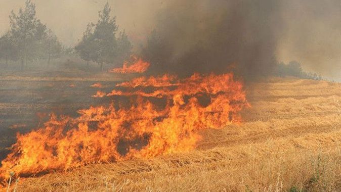 Teröristler buğday  tarlalarını yakıyor
