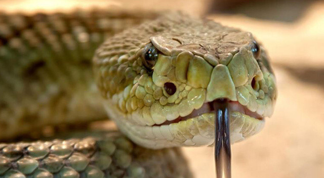 Yeni fobi oluşturur: Çimlerde yürürken ayağını yılan ısırdı