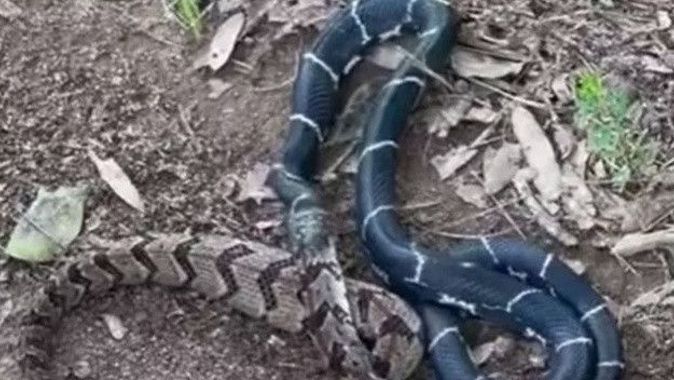 Yılanın yılan avı! Kral yılanı çıngıraklı yılanı yuttu