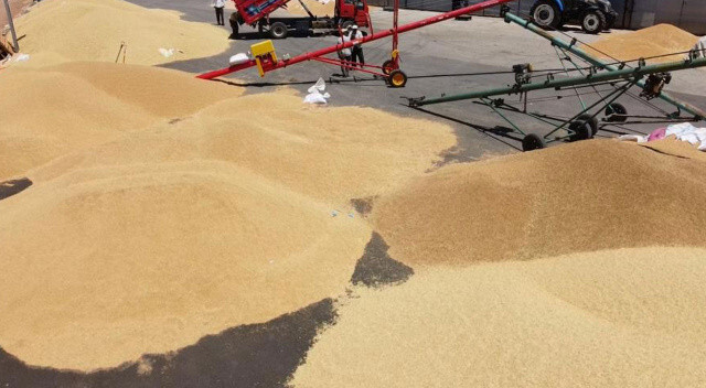 Binlerce ton buğdayın yurt dışına satıldığı iddiaları yalan çıktı