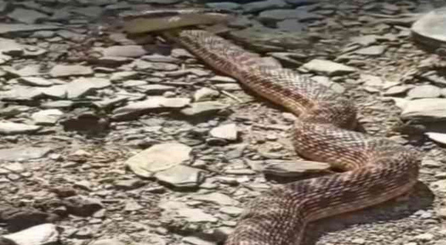 Bir ısırıkla 100 kişiyi öldürebilir! Dünyanın en zehirli yılanı yuvasından çıktı