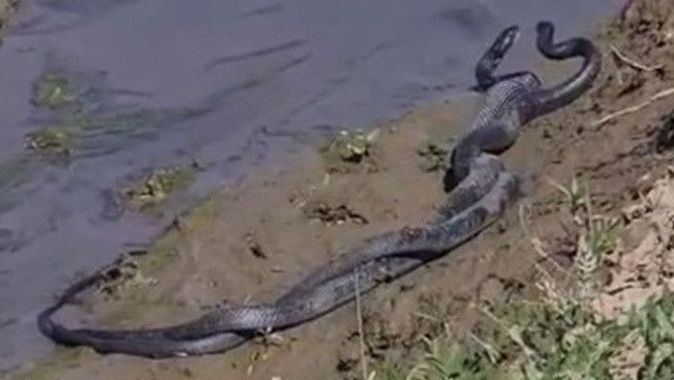 Havalar ısınınca ortaya çıktılar! 1,5 metrelik yılanların dansı kamerada