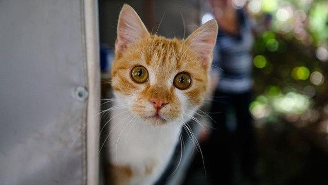 Hayvanseverler tepkili: Polonya&#039;da kediler &#039;istilacı yabancı tür&#039; ilan edildi