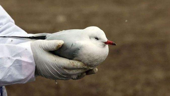 İngiltere’de kuş gribi hortladı: 3 binden fazla kuş ölü bulundu