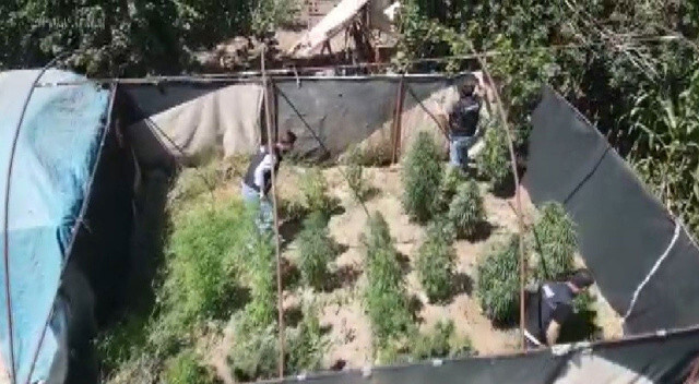 İzmir’de uyuşturucu tarlalarına operasyon: Dron tespit etti, ekipler yakaladı