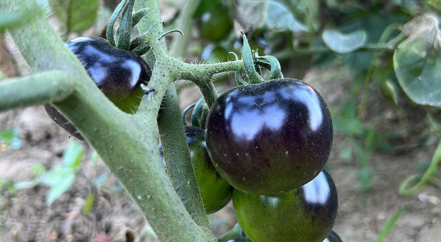Meksika’dan ilham aldılar Düzce’de yetiştirdiler Siyah domates görenler hayrete düşürüyor