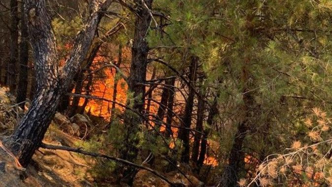 Datça&#039;da orman yangını sürüyor: Çıkış nedeni belli oldu