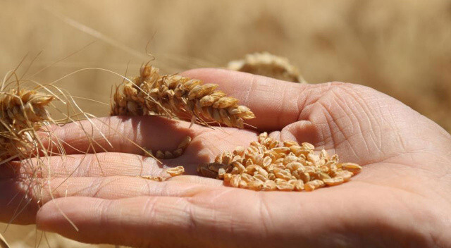 Tarıma tam destek: Çiftçilere buğday başına prim desteği ödenecek