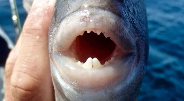 ‘Isıran balık’ paniği! Uzmanlar uyardı: Kaçın, yapışırsa bırakmaz