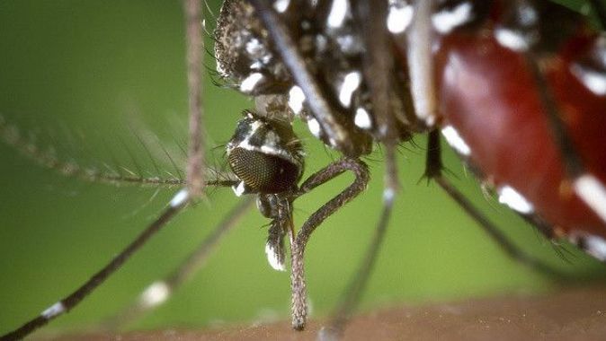 Aedes sivrisineği paniği! Isırdığı yerde büyük yaralar oluşuyor… Uzmanı tek tek sıraladı: Korunmak için dikkat