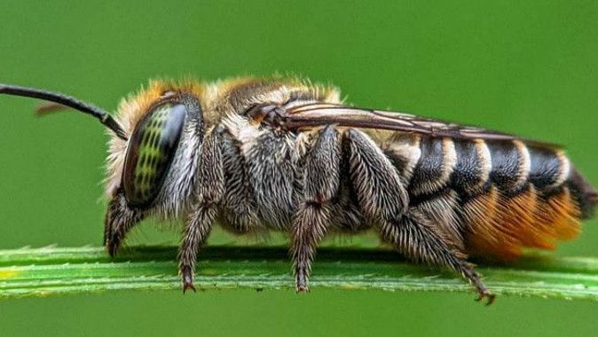 Erkekler iki kat daha fazla risk altında: Arı sokması ölümcül olabilir