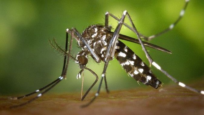 İtalya’da Batı Nil Virüsü alarmı: Vakalar arttı, 7 kişi hayatını kaybetti